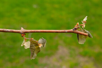 Naklejka premium Close-up of a grapevine branch with dry leaves and new buds in early spring on a green background