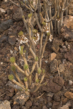 white fluffy achene fruits of a verode plant - Kleinia neriifolia
