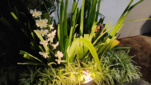 anggrek putih Dendrobium Shavin White atau varietas