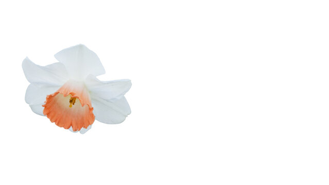 水仙 Images – Browse 14,953 Stock Photos, Vectors, and Video