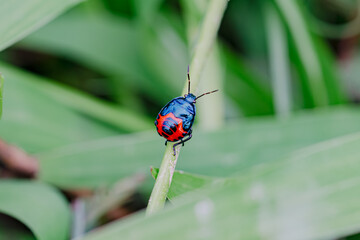 Fototapeta premium A macro close-up of a Zicrona caerulea with black spots resting on a vibrant green plant leaf in a summer garden meadow