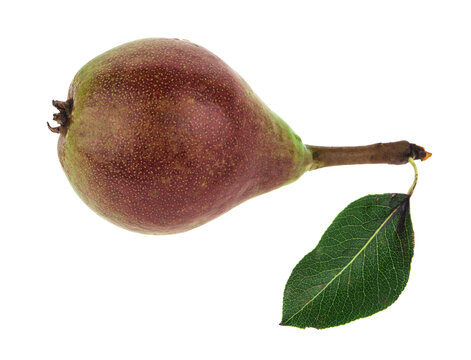 Pears isolated on a white background.