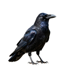 Obraz premium Elegant raven stands tall against a bright white background in a studio shot
