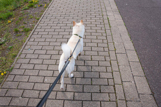 Wei&szlig;er Hund wird an der Leine auf einem asphaltierten Weg spazieren gef&uuml;hrt, aufgenommen aus der Perspektive des Halters.