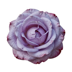 Fototapeta premium Artistic rendering of a lavender rose bloom with water droplets isolated on white background