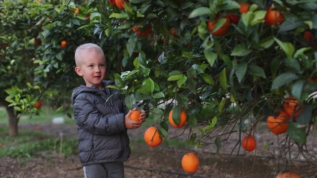 Little boy cannot pick an orange from a tree and his father helping him to get the orange. 4K