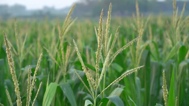 Green cornfield plantation growing in summer