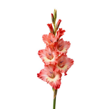 Striking gladiolus flower stands tall with vibrant coral and white petals on white background