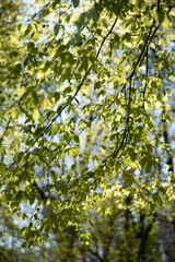 Fototapeta premium Fresh spring tree branches with young green leaves against bright sky in a city park, soft natural light, minimal composition suitable for background use. Concept: spring in the city, renewal, nature