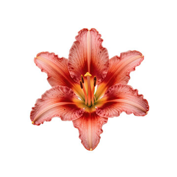 Close up shows a light red daylily blossom with yellow center and prominent reproductive organs
