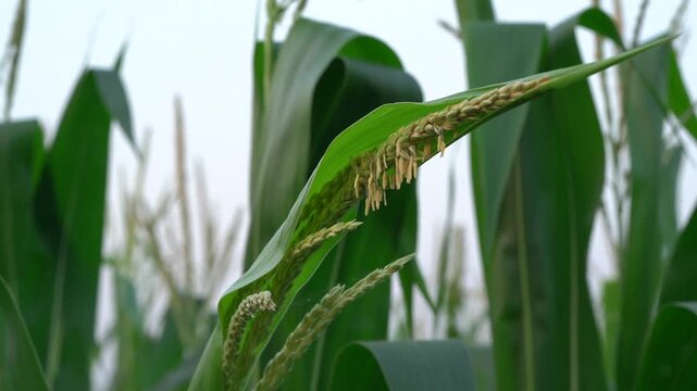 Corn plant tassel flowering in agricultural field