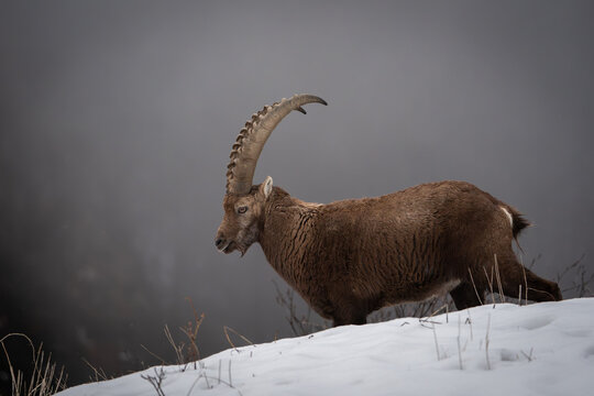 Ibex closeup, Italian Orobie