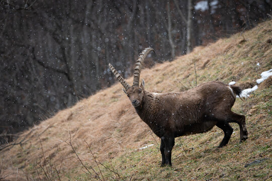 Ibex closeup, Italian Orobie