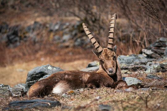 Ibex closeup, Italian Orobie