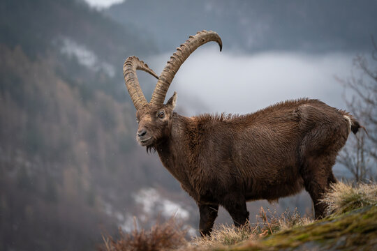 Ibex closeup, Italian Orobie