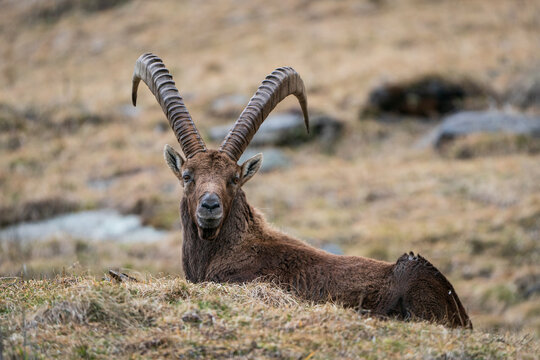 Ibex closeup, Italian Orobie