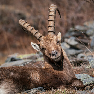 Ibex closeup, Italian Orobie