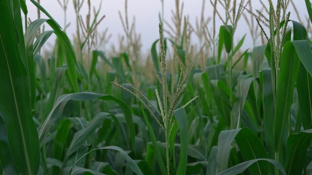 Green cornfield growing in a rural farm landscape