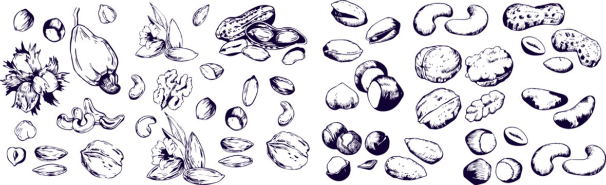 Monochrome Vintage Nuts and Grains Hand Drawn Sketch Collection Food Concept Doodle Icons Set