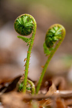 Two small fern shoots unfurl their fresh, green, spiral-shaped fronds in the undergrowth at the forest floor, bathed in sunlight. A macro close-up with selective focus and a blurred background.