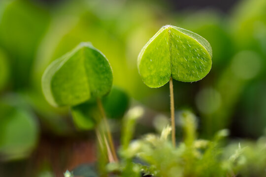 Common wood sorrel (Oxalis acetosella) a herbaceous, rhizomatous flowering plant in the sorrel family (Oxalidaceae). Macro close up from a worm&rsquo;s eye in a forest in Sauerland (Germany) in springtime