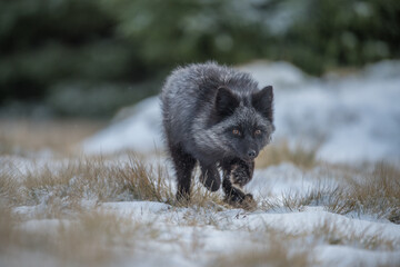 Obraz premium The picture shows a silver fox , which is a melanistic (black) color variant of the red fox ( Vulpes vulpes )
