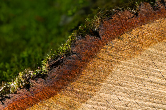 Cross-section of a freshly felled tree showing the bark (dark brown), bast (reddish brown), cambium (beige), sapwood, and heartwood (light beige) in varying shades. Chainsaw marks and growth rings.