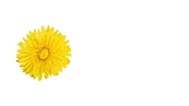 たんぽぽ Images – Browse 11,740 Stock Photos, Vectors, and Video