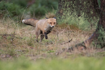 Obraz premium Cute Red Fox, Vulpes vulpes in fall forest. Beautiful animal in the nature habitat. Wildlife scene from the wild nature. Red fox running in orange autumn leaves
