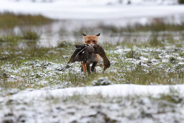 Obraz premium Cute Red Fox, Vulpes vulpes in fall forest. Beautiful animal in the nature habitat. Wildlife scene from the wild nature. Red fox running in orange autumn leaves