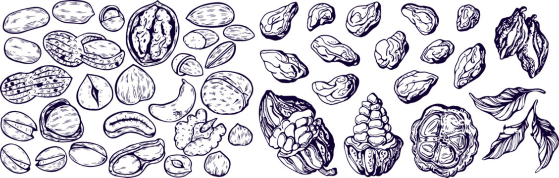 Hand Drawn Nuts Set with Various Edible Types Detailed Vector Sketch Icons Collection