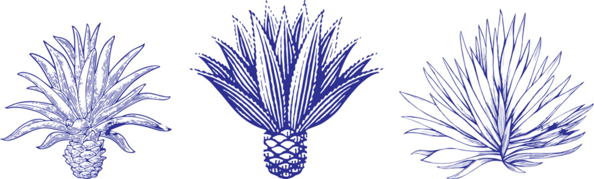 Vintage Engraved Blue Agave Cactus Illustration Hand Drawn Vector Isolated Plant for Tequila Label Design