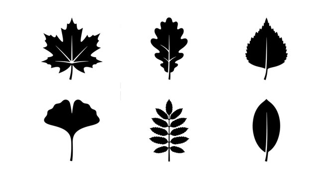Minimalist black leaf silhouettes set, 6 botanical tree leaf icons including maple and oak, flat vector foliage elements for nature branding
