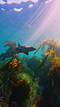 "Leopard Shark Swimming Through Kelp Forest with Sunbeams and Marine Life Underwater"