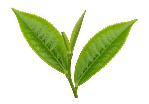 Fresh green tea leaves in natural arrangement isolated on transparent background