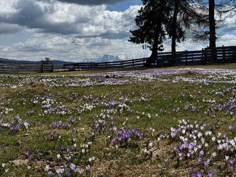 Die Krokisbl&uuml;te am Jenesier J&ouml;chl in S&uuml;dtirol und Dolomitenblick 