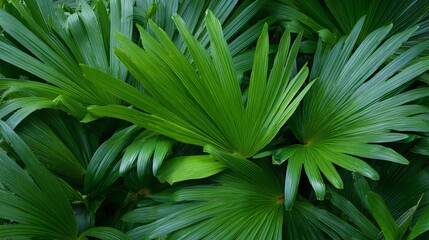 Fototapeta premium Green palm leaves arranged from high up, spread out flat.