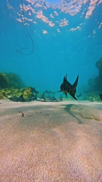 Leopard sharks swimming over sandy seabed in crystal clear blue ocean water