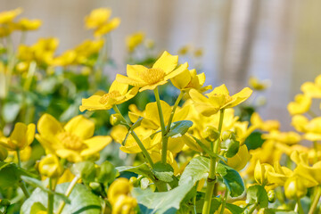 Obraz premium Bright yellow flowers bloom in a garden near a body of water on a sunny day in spring
