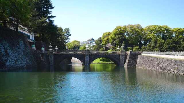 春の皇居・二重橋 ひっそり咲く満開の桜 ドリー撮影