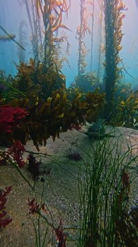 Leopard shark resting on the sandy ocean floor in a giant kelp forest