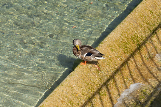 germano reale (Anas platyrhynchos) fermo che si sistema le piume sopra una piccola diga di cemento, in un lago, di giorno