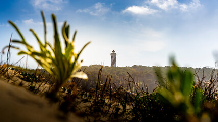 phare contis plante verte © Fourcade.N