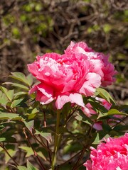 Fototapeta premium Baumpfingstrosen (Paeonia suffruticosa) Die Kombination aus großen Blüten mit leuchtend rosa gefüllten Blütenblättern und dunkelgrün gelapptem Laub verleiht der Pfingstrose eine besondere Schönheit 