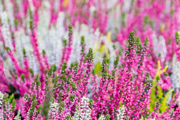 Fototapeta premium Bright flowers bloom in a garden during spring, showcasing various colors and textures together in a vibrant scene