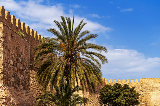 Palmier devant les fortifications de la M&eacute;dina de Sousse