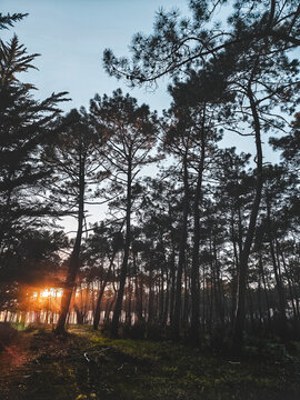 foret de pins soleil