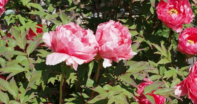 Strauchpfingstrosen (Paeonia suffruticosa) Kronen aus ger&uuml;schten, lila-rosa Bl&uuml;tenbl&auml;ttern umgeben B&uuml;schel gelber Staubbl&auml;tter, die auf St&auml;ngeln mit dunkelgr&uuml;nen, gelappten Bl&auml;ttern sitzen