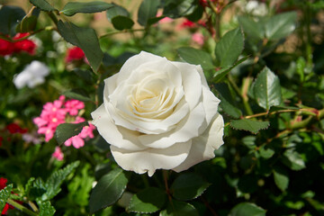 Fototapeta premium single blooming white rose with green leaves in garden, natural petal arrangement, top view close-up with soft focus background, wedding or romantic floral concept