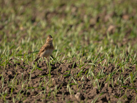 Alert Skylark in a farmers field of Wheat